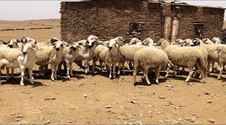 وزارة الفلاحة.. العرض في أكباش العيد يفوق الطلب بأكثر من 40 في المائة 5 وزارة الفلاحة.. العرض في أكباش العيد يفوق الطلب بأكثر من 40 في المائة