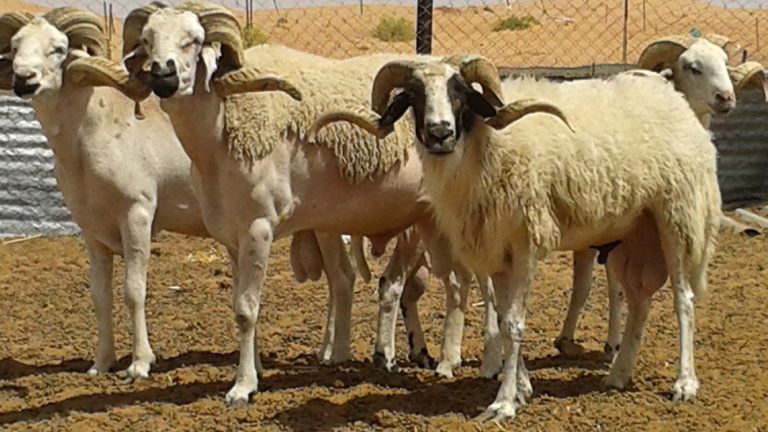 منذ الاثنين.. ارتفاع غير معقول لأسعار أضاحي العيد بأسواق تطوان