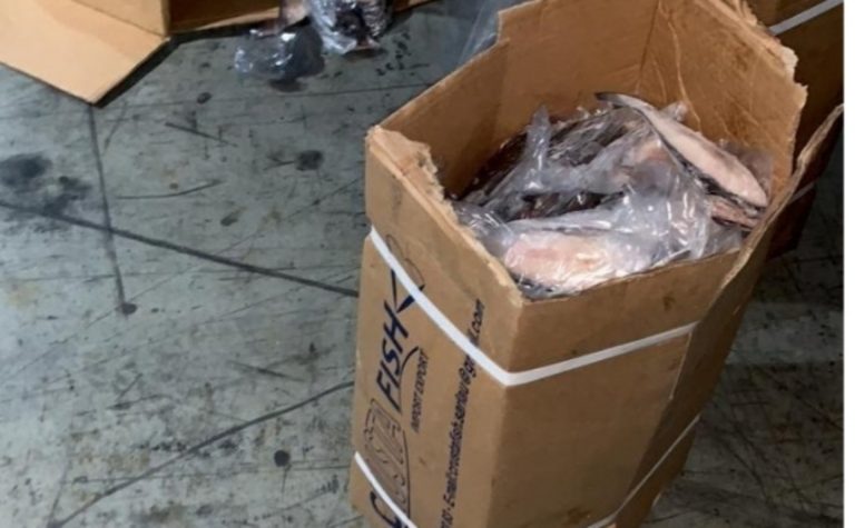 عاجل.. حجز مخدرات داخل شاحنة تقل السمك بميناء طنجة المتوسط 2 عاجل.. حجز مخدرات داخل شاحنة تقل السمك بميناء طنجة المتوسط