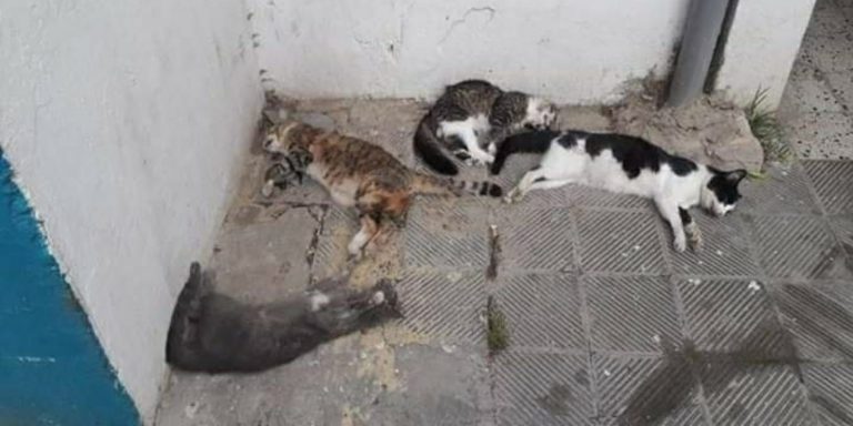 مجهولون يرتكبون مجزرة في حق الكلاب والقطط بتطوان 3 مجهولون يرتكبون مجزرة في حق الكلاب والقطط بتطوان