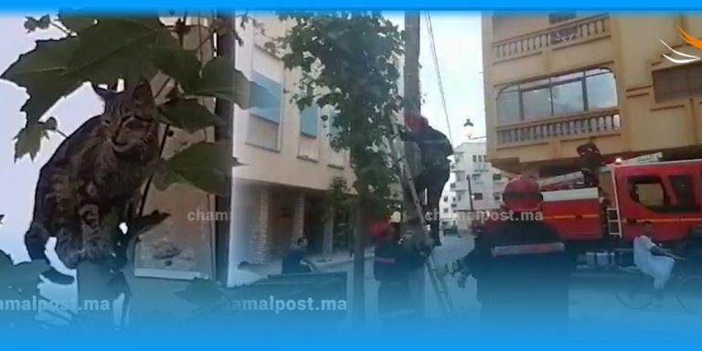 رجال الوقاية المدنية ينقذون قطا عالقا فوق شجرة بمرتيل