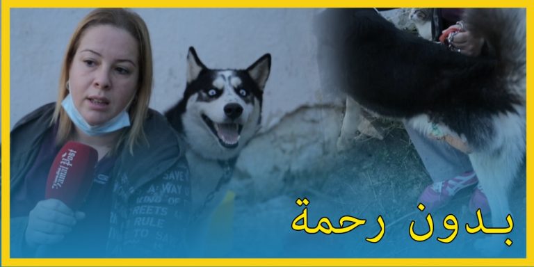 مؤثر.. كلب هاسكي يتخلى عنه صاحبه بعد حادثة سير
