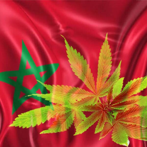 انعقاد مؤتمر دولي بطنجة حول الإمكانيات العلاجية و الصناعية للقنب الهندي بالمغرب