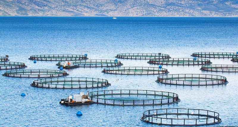 ferme de poisson 800