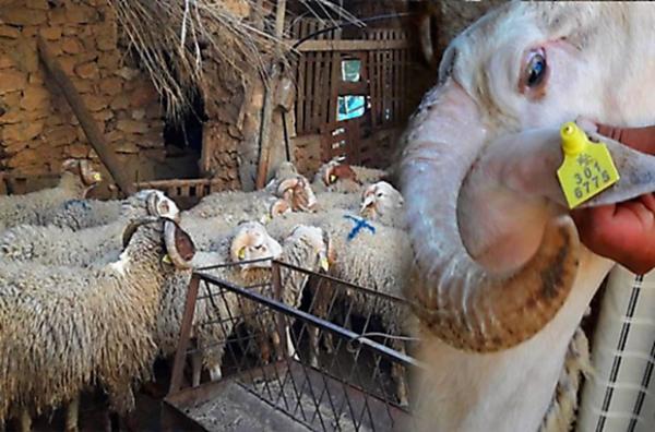 ترقيم أزيد من 3 ملايين رأس من الأغنام والماعز 7 ترقيم أزيد من 3 ملايين رأس من الأغنام والماعز