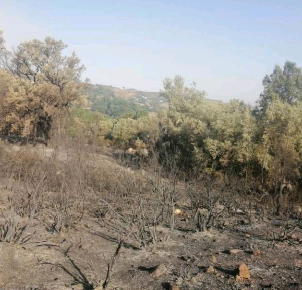 توزيع إعانات مالية للمتضررين من الحرائق بجبل لحبيب بإقليم تطوان
