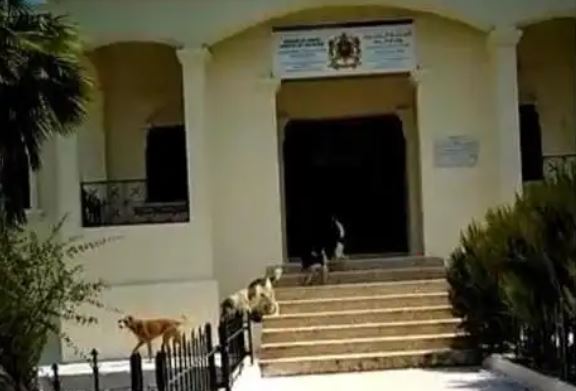 بسبب الكلاب الضالة.. ساكنة جماعة "زعرورة"تطالب بفتح تحقيق مع الرئيس 3 بسبب الكلاب الضالة.. ساكنة جماعة “زعرورة”تطالب بفتح تحقيق مع الرئيس