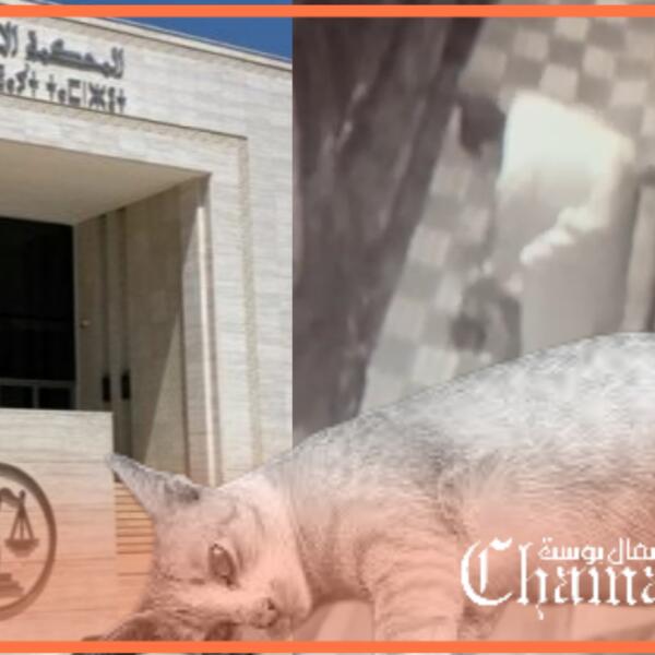 النيابة العامة بتطوان تتابع قاتل القطة مدشنة لعمل قضائي جديد