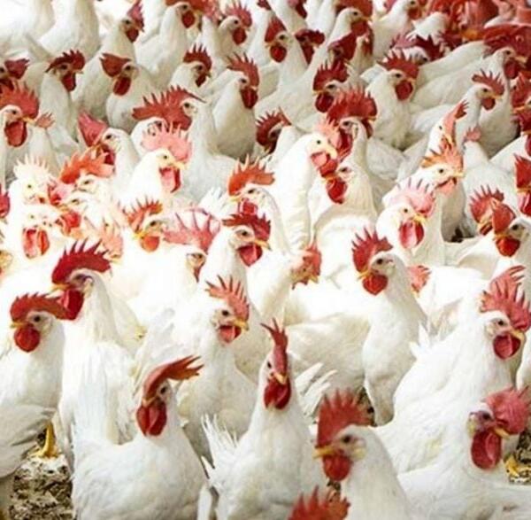 تراجع أسعار الدجاج بالمغرب يكبد المهنيين خسائر كبيرة