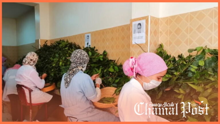 الحسيمة تحتضن الملتقى الجهوي الخامس للتعاونيات الفلاحية النسوية 7 الحسيمة تحتضن الملتقى الجهوي الخامس للتعاونيات الفلاحية النسوية