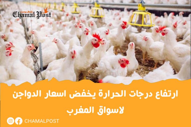 ارتفاع درجات الحرارة يخفض اسعار الدواجن لاسواق المغرب