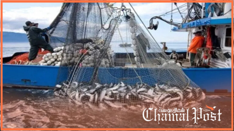ميناء القصر الصغير..انخفاض كمية مفرغات الصيد الساحلي والتقليدي 2 ميناء القصر الصغير..انخفاض كمية مفرغات الصيد الساحلي والتقليدي