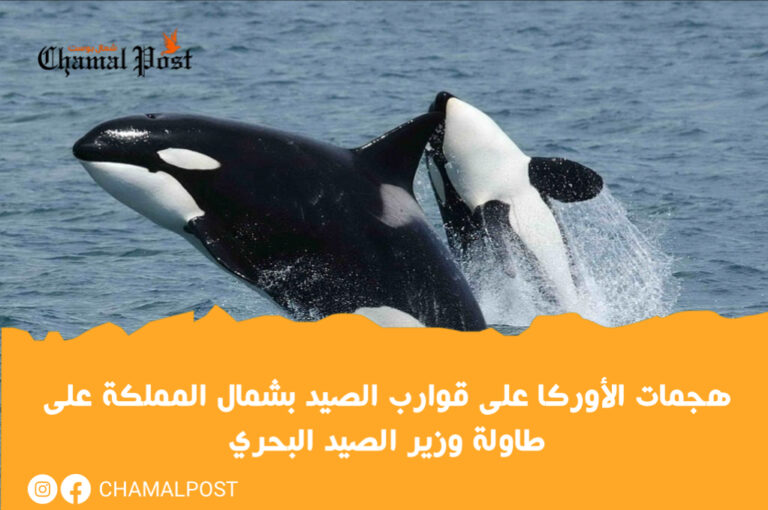 هجمات الأوركا  على قوارب الصيد بشمال المملكة على طاولة وزير الصيد البحري