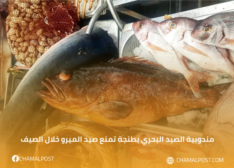 مندوبية الصيد البحري بطنجة تمنع صيد الميرو خلال الصيف
