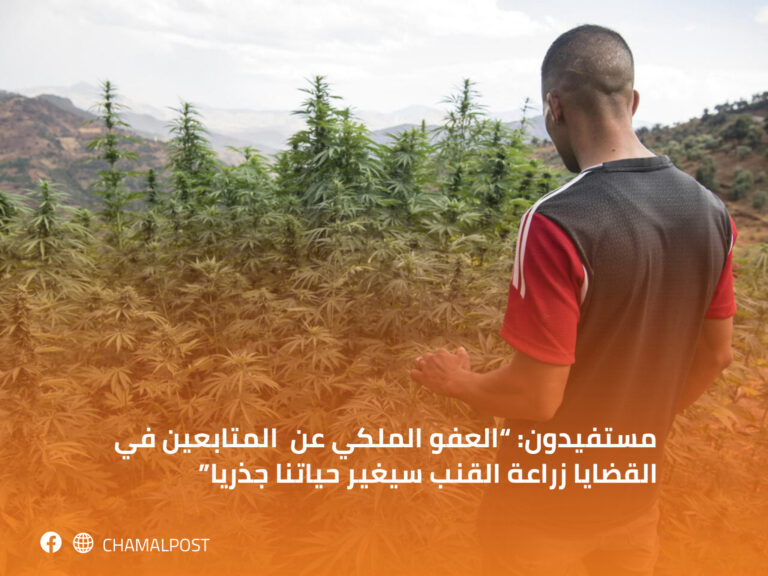 مستفيدون: “العفو الملكي عن  المتابعين في القضايا زراعة القنب سيغير حياتنا جذريا”