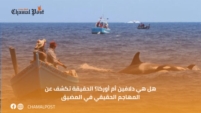 هل هي دلافين أم أوركا؟ الحقيقة تكشف عن المهاجم الحقيقي في المضيق