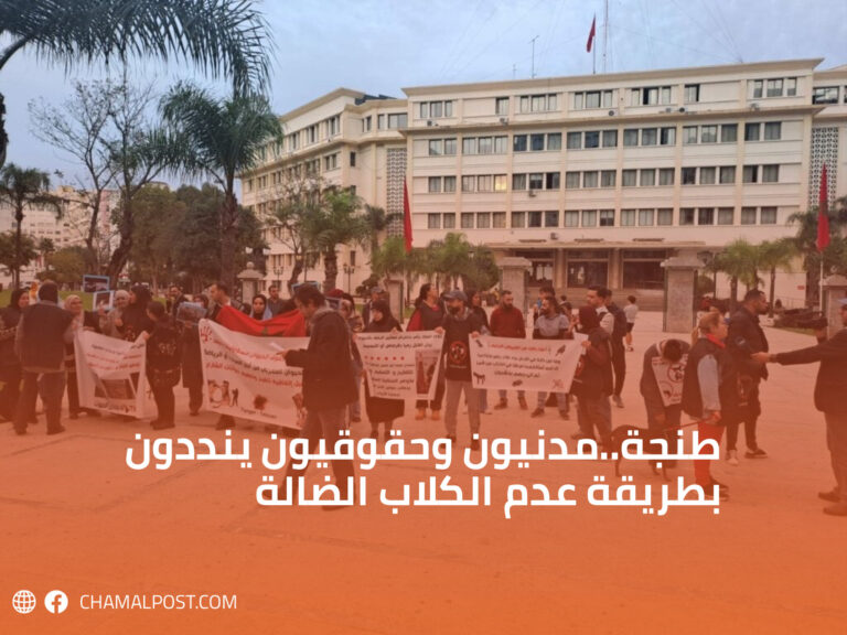 طنجة..مدنيون وحقوقيون ينددون بطريقة عدم الكلاب الضالة