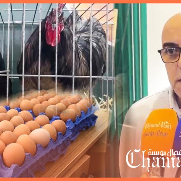 قطاع الدواجن يرسخ مكانته ضمن سلاسل الإنتاج الفلاحي بعد بلوغ الاكتفاء الذاتي